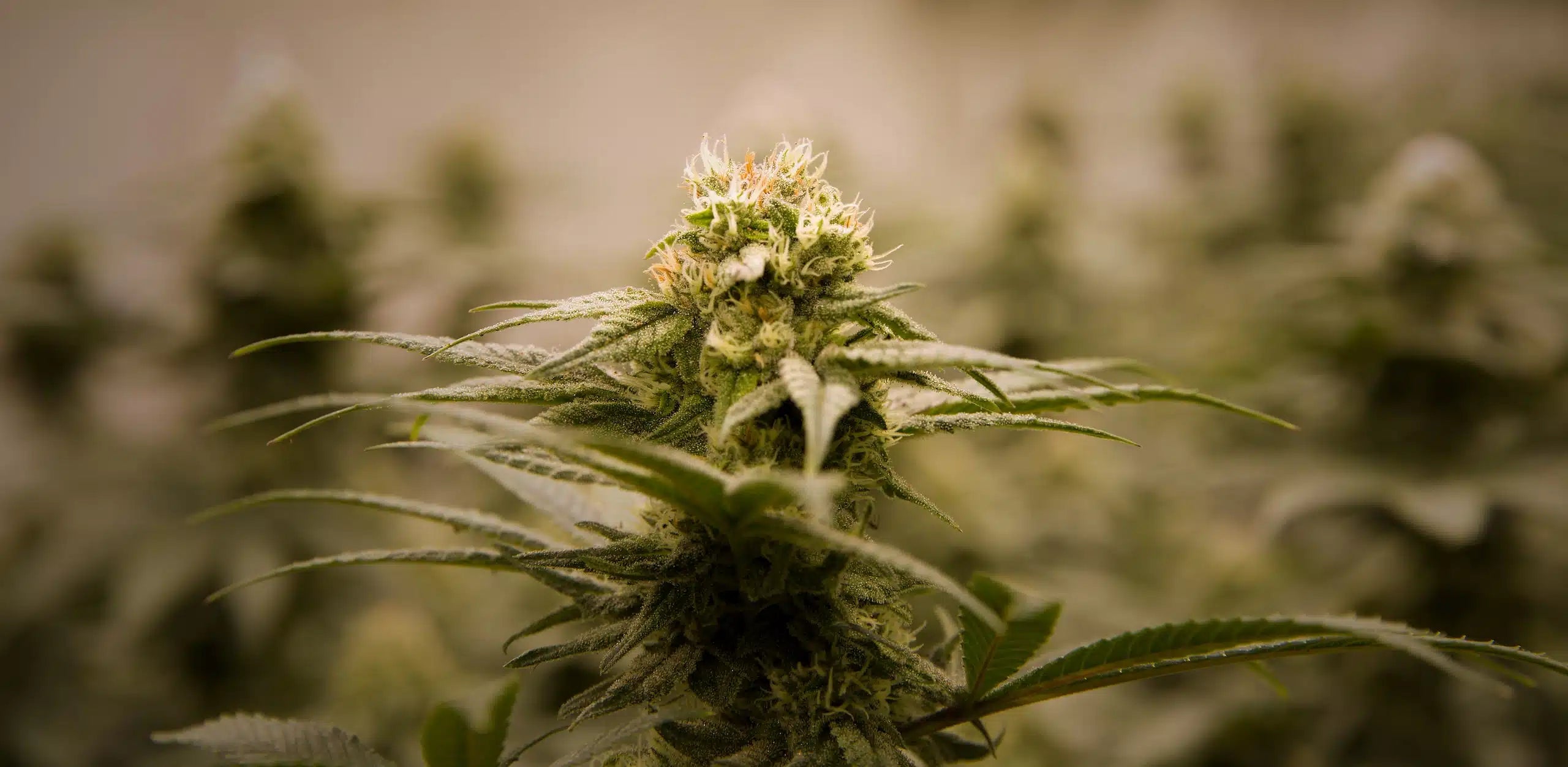 Cannabis Sativa vs Indica: Qual’è la differenza?