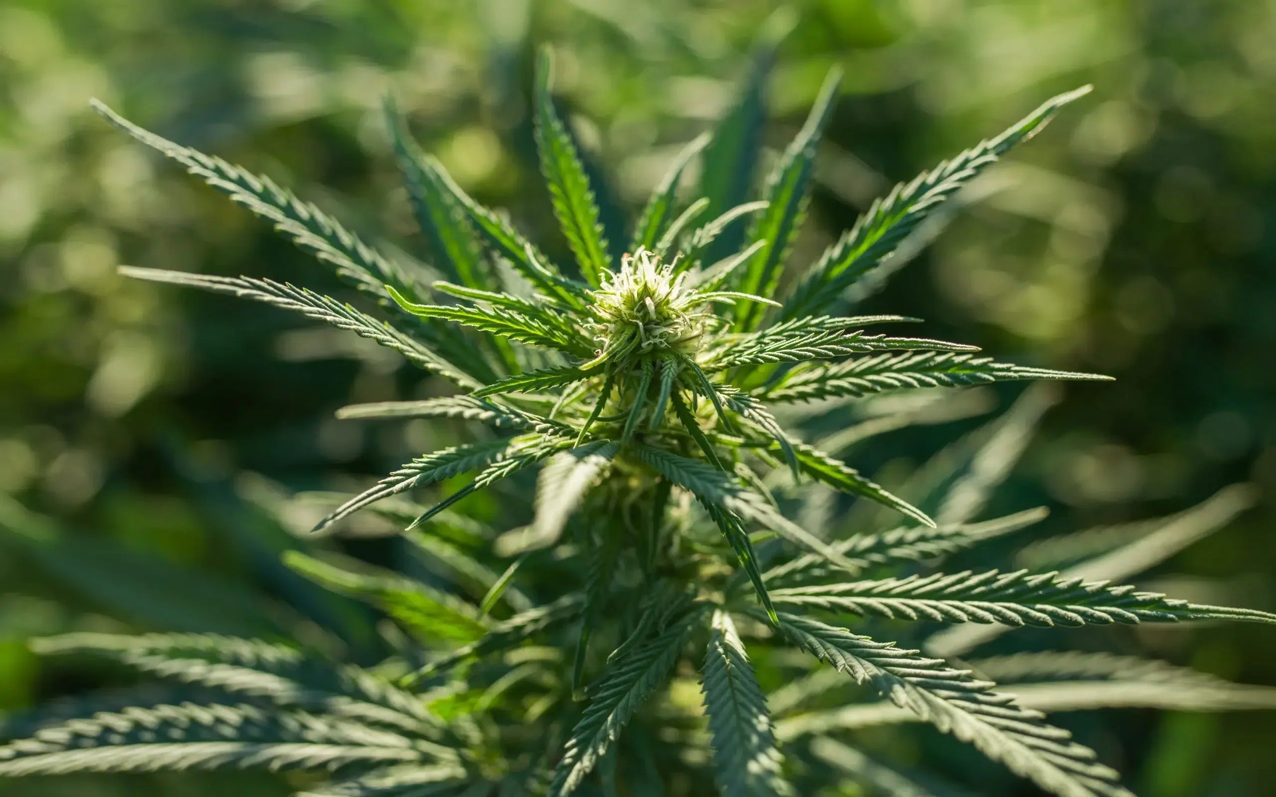 Lemon Haze: la scelta migliore per chi ama l'aroma agrumato e l'energia