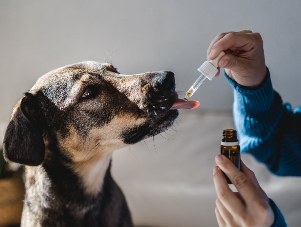 CBD per Animali